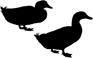 鸭子