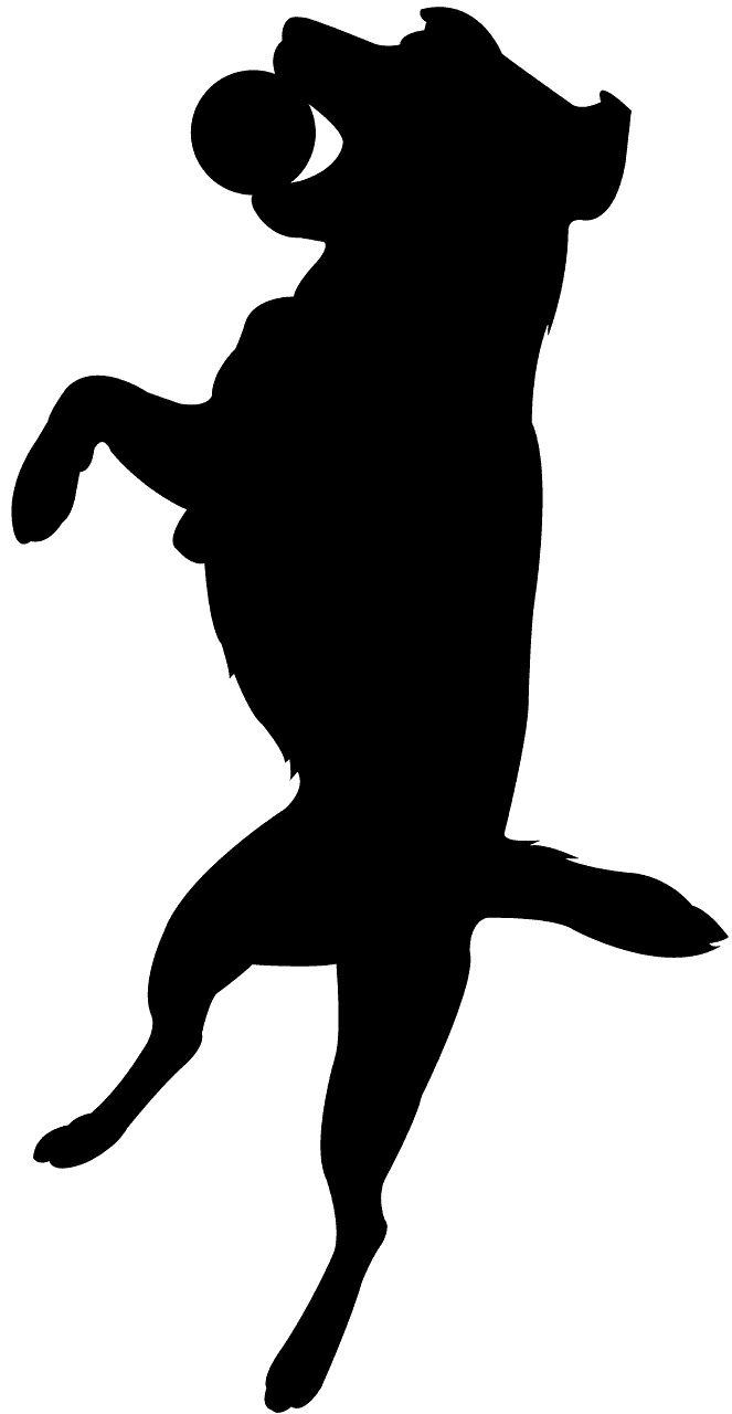 Dog Jumping