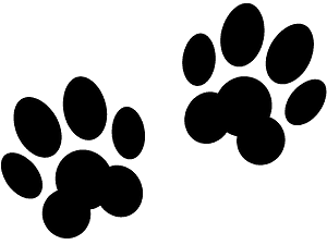 Dog Paws