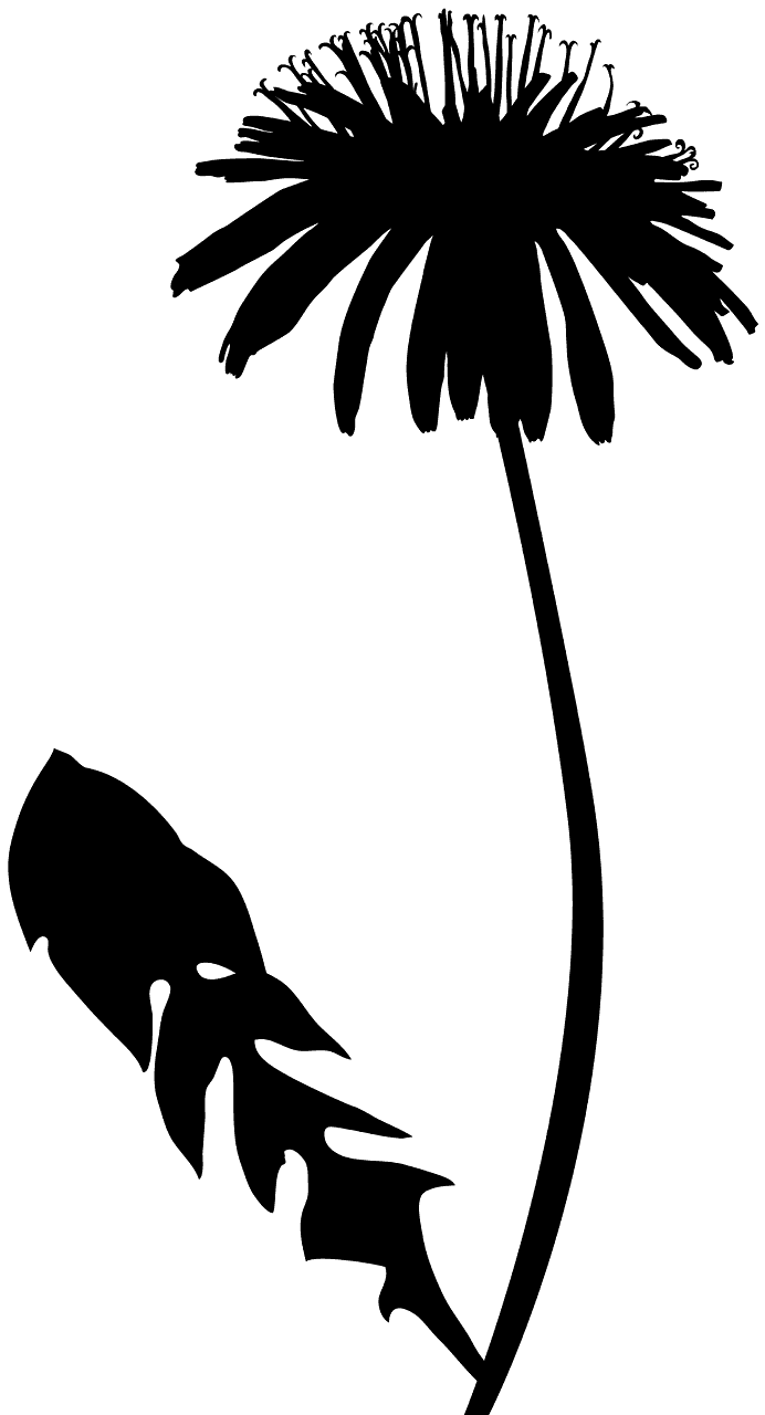 Dente di leone