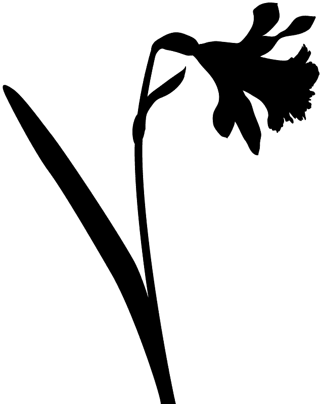 수선화