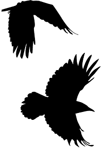 Crows Flying