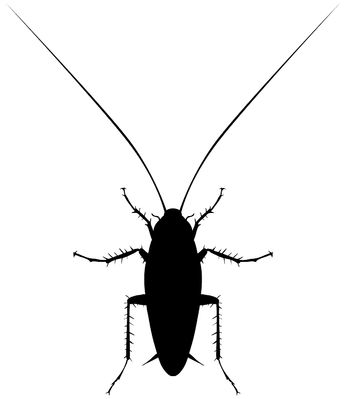 Cockroach