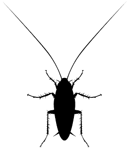 Cucaracha