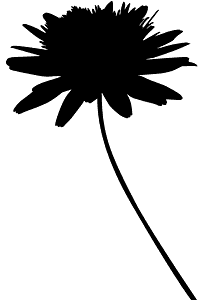 Chrysanthemum