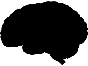 Hersenen