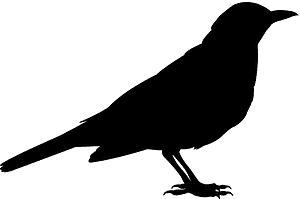 黑鸟