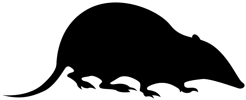 Borsuk