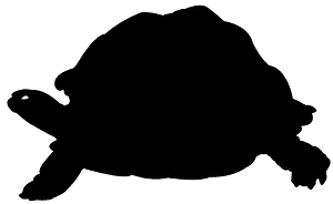 Tortoise