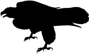 白头鹰