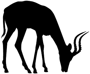 Antilope