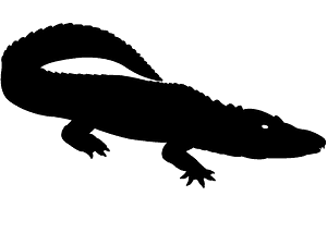 Alligator