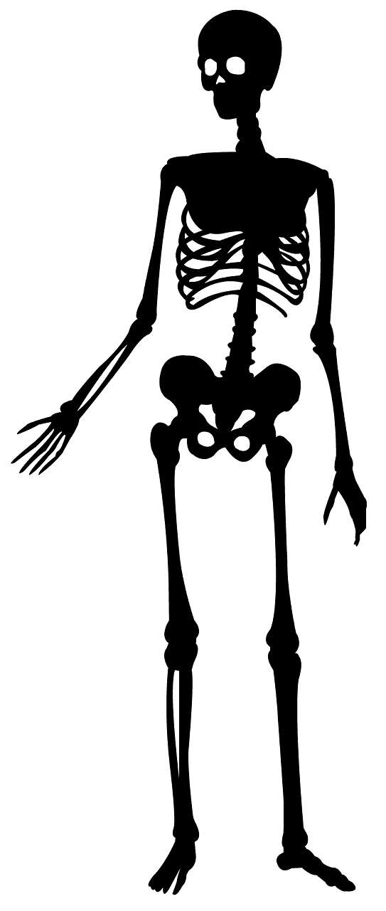 Skeleton
