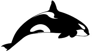 Orca