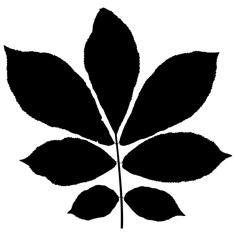 Bitternut hickory leaf