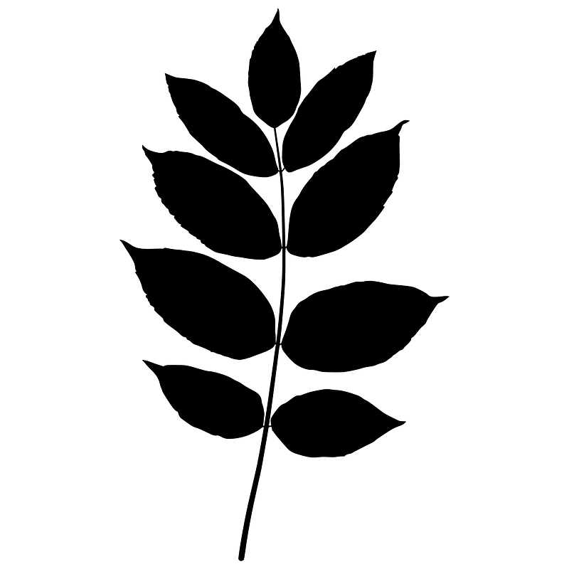Black ash leaf