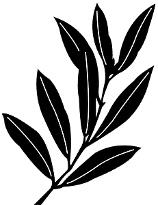 Olive Leaf