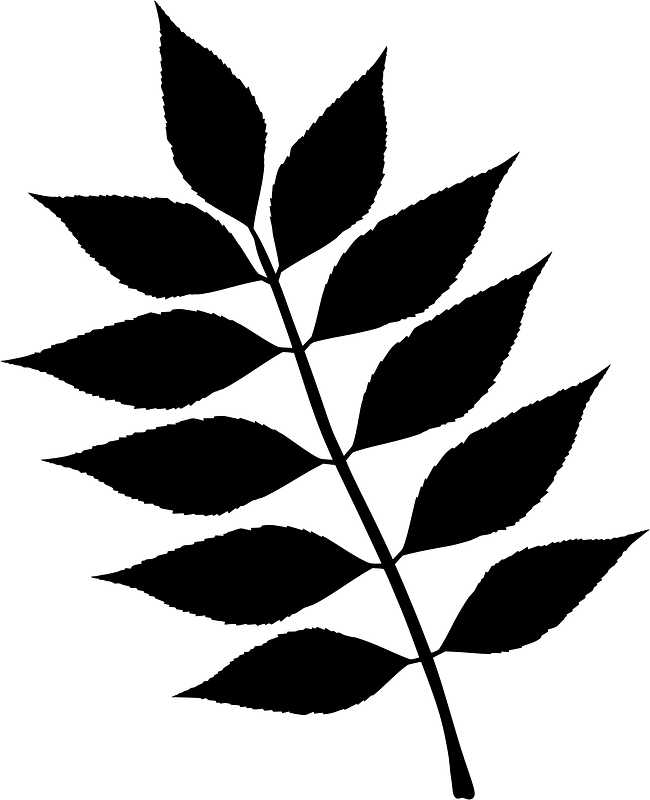 European ash leaf