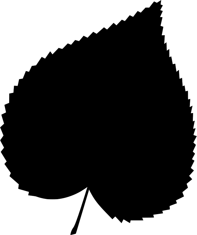 Common lime leaf