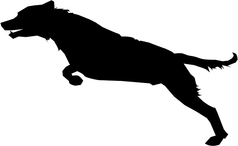 Dog Jumping