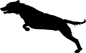 Dog Jumping