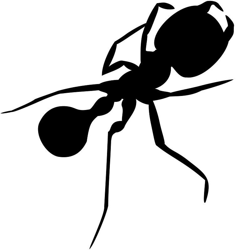 Ant