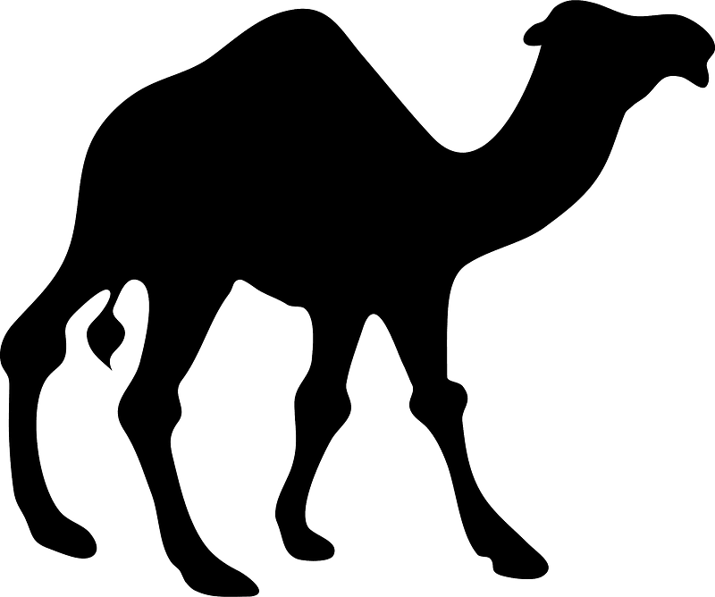 Camel