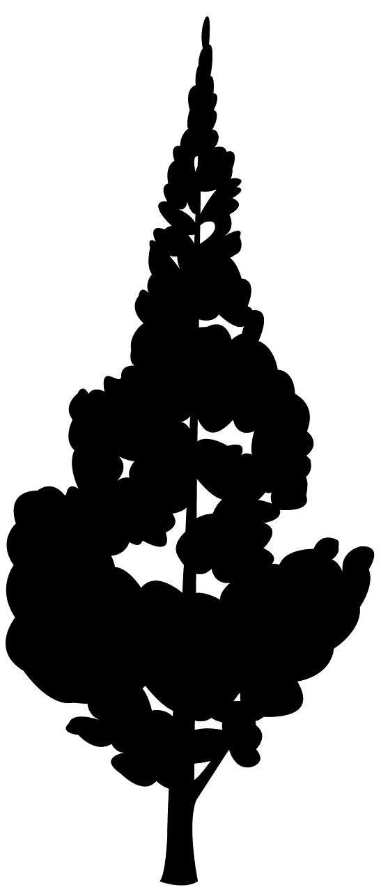 银杏
