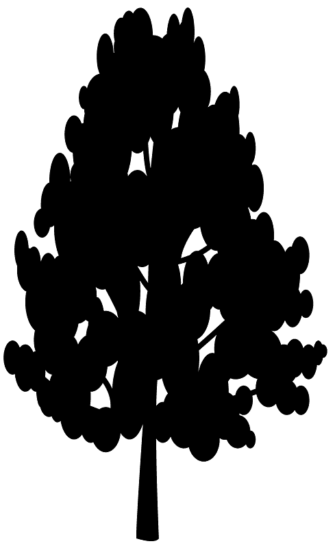 白杨