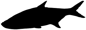 Тарпон