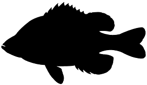 翻车鱼