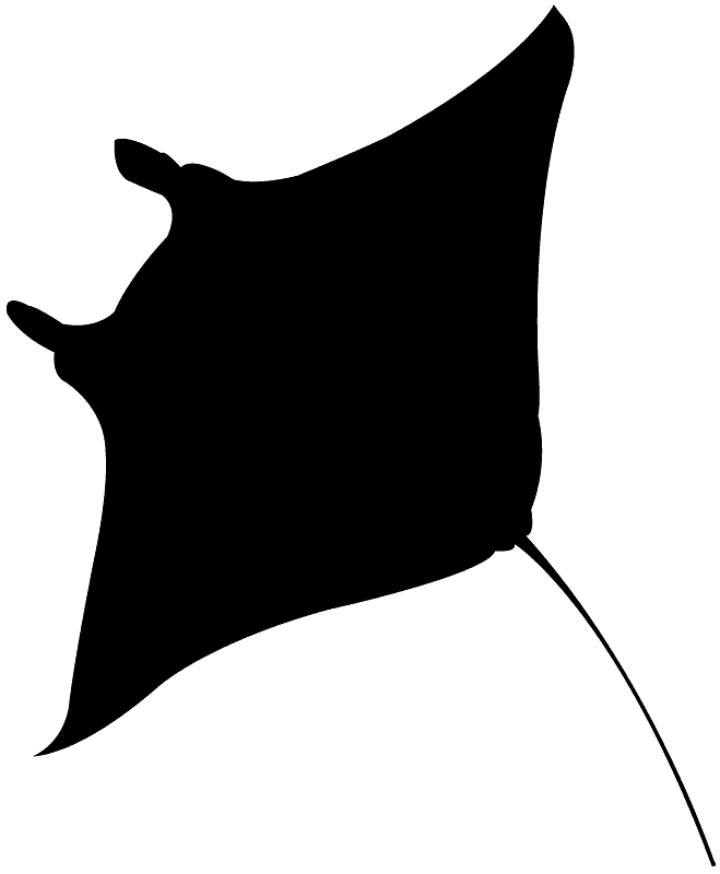 Manta Ray