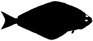 大比目鱼