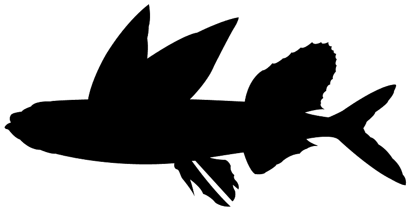 Flying Fish - Free vector silhouettes on creazilla.com