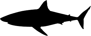 大白鲨