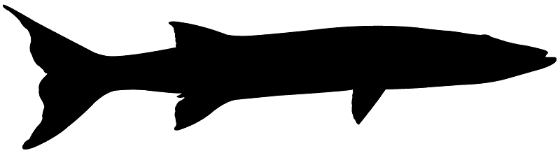 Barracuda