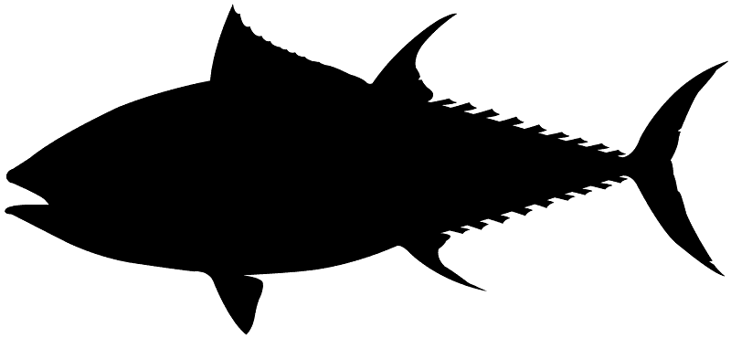 Bluefin Tuna