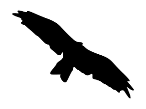 Kite (Bird)