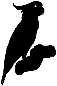 Cockatoo