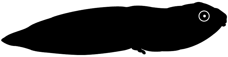 Tadpole