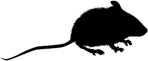小林姬鼠