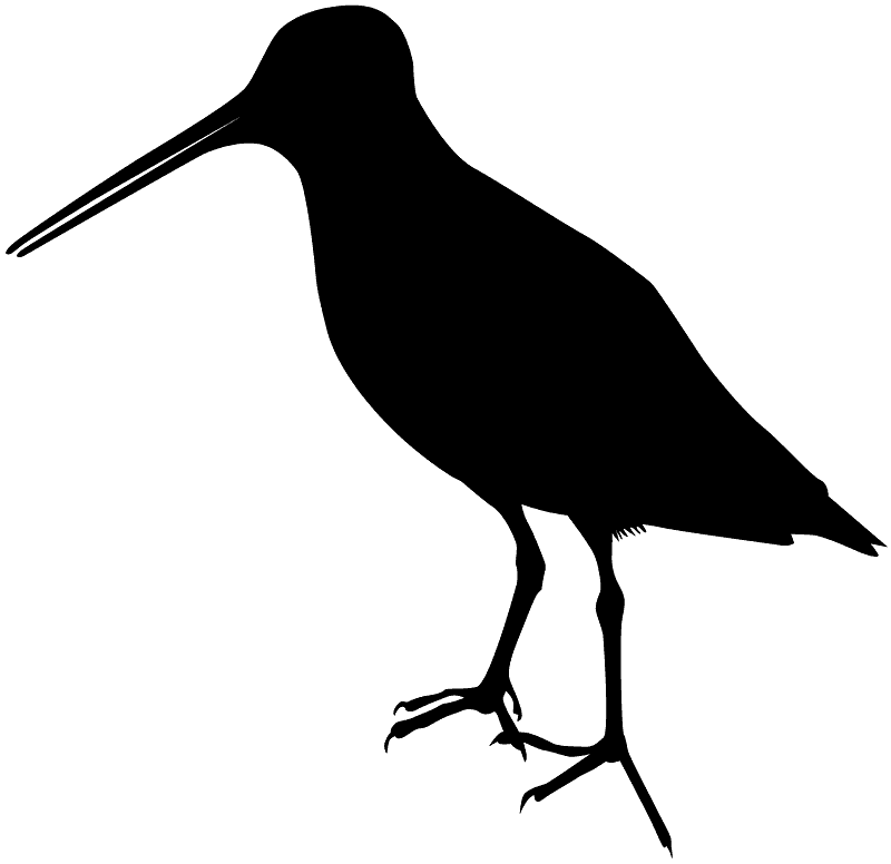 Woodcock
