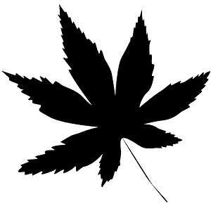 Marijuana leaf