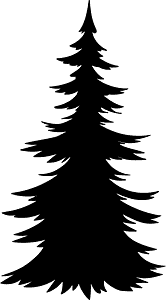 Evergreen tree