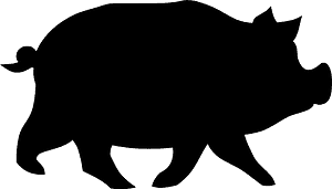 Domestic pig