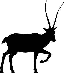 Tibetan antelope