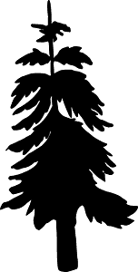 Evergreen tree