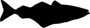 Coalfish