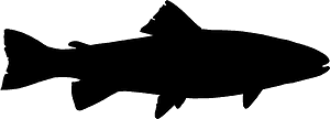 トラウト