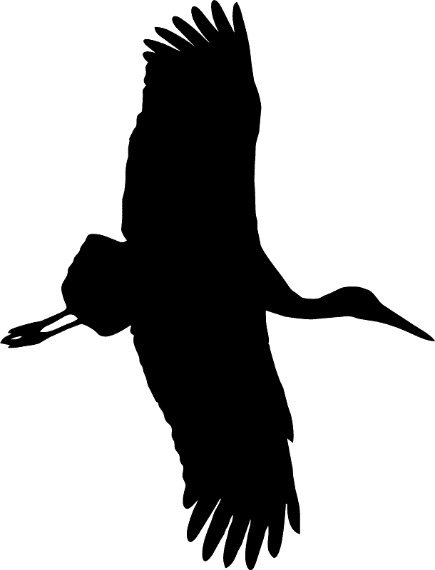 Stork